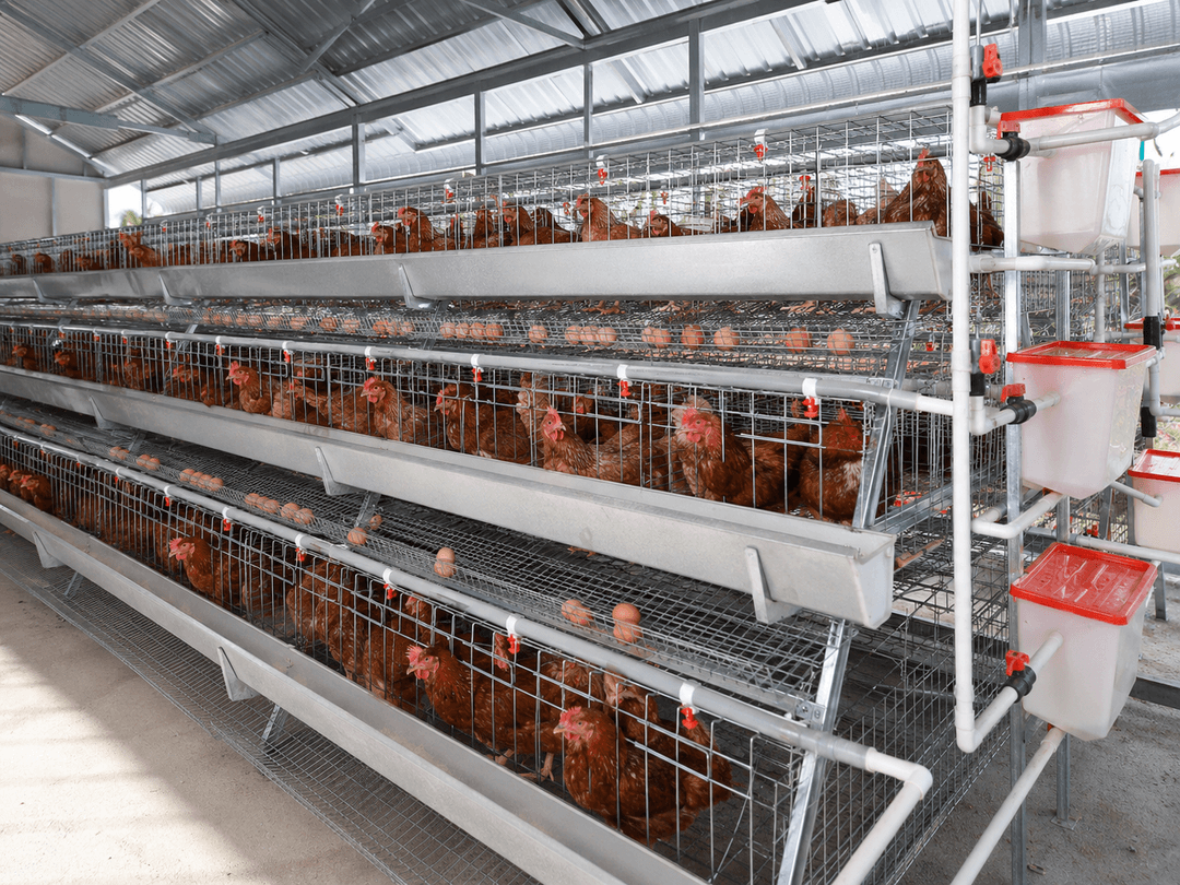 Poultry Cage System thumbnail 1