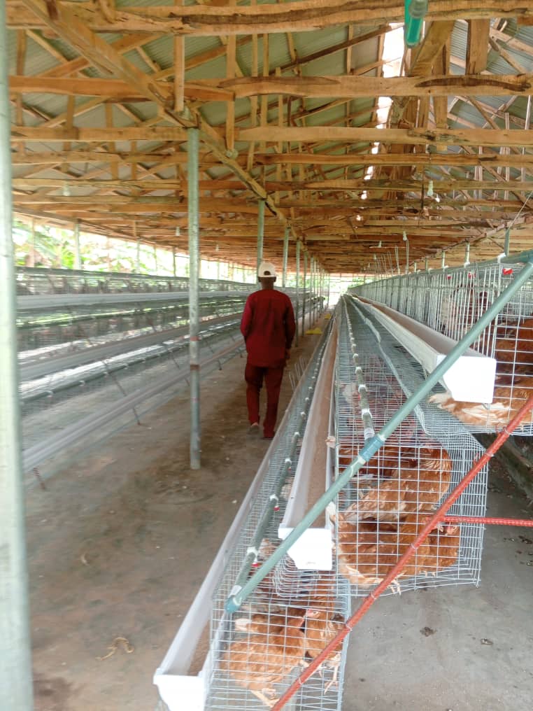 Commercial poultry cage installation completed by SOK